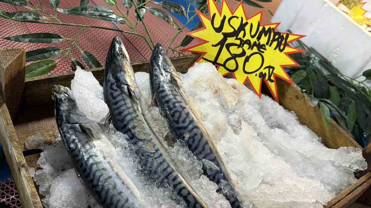 KARADENİZ'E KIYISI BULUNAN DÜZCE'DE, PALAMUTUN GÜRCİSTAN KIYILARINA GÖÇ ETMESİYLE BİRLİKTE...