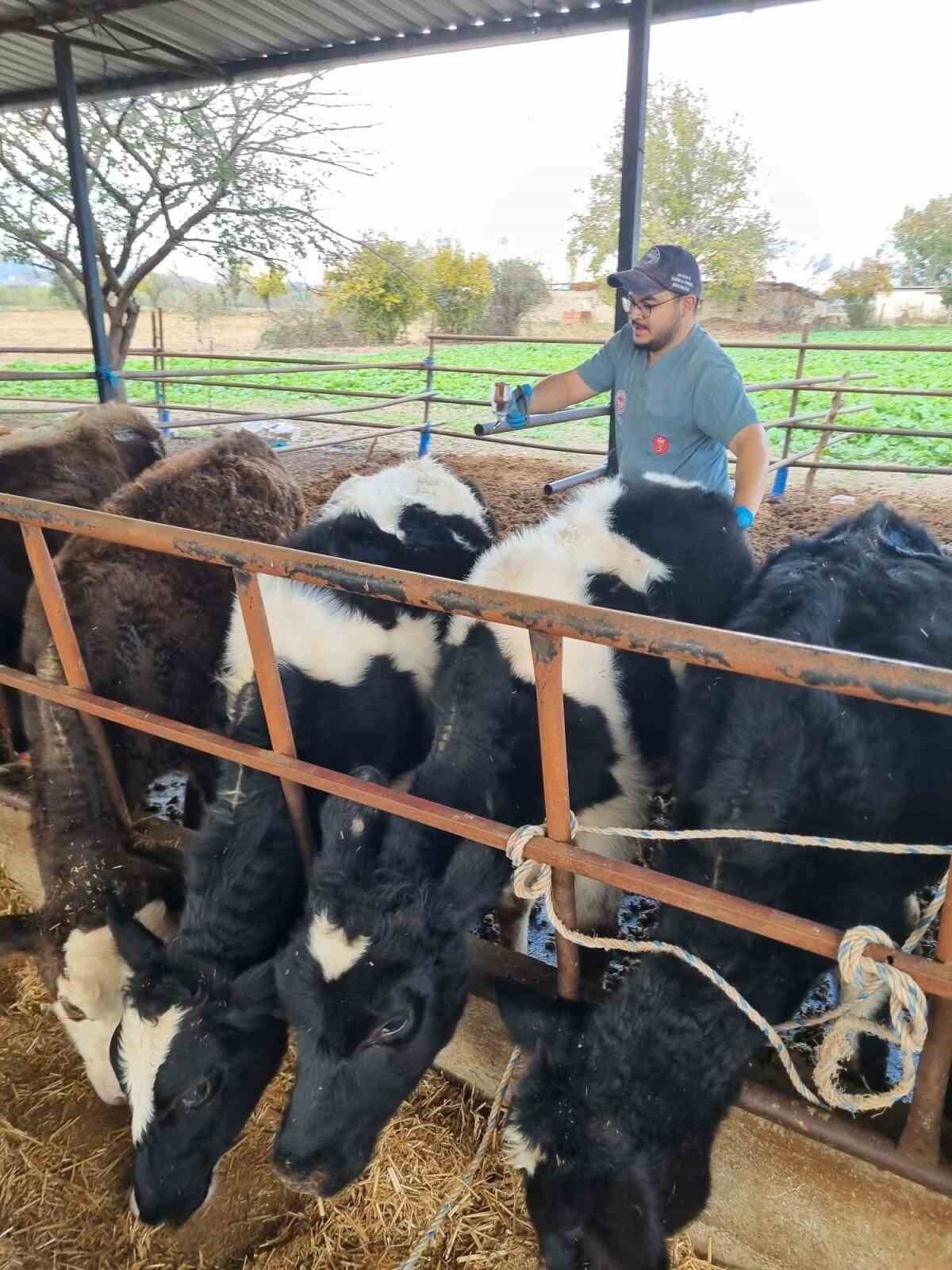 KARPUZLU İLÇE TARIM VE ORMAN MÜDÜRLÜĞÜ BÜNYESİNDEKİ HAYVAN SAĞLIĞI BİRİMİNDE GÖREVLİ VETERİNER...