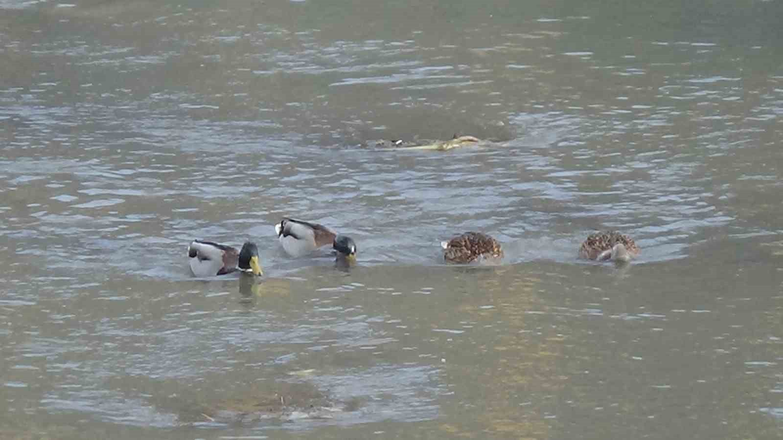 KARS KENT MERKEZİNDEN DE GEÇEN KARS ÇAYI'NDA GÖZLEMLENEN YABAN ÖRDEKLERİ, BÖLGENİN DOĞAL YAŞAM...