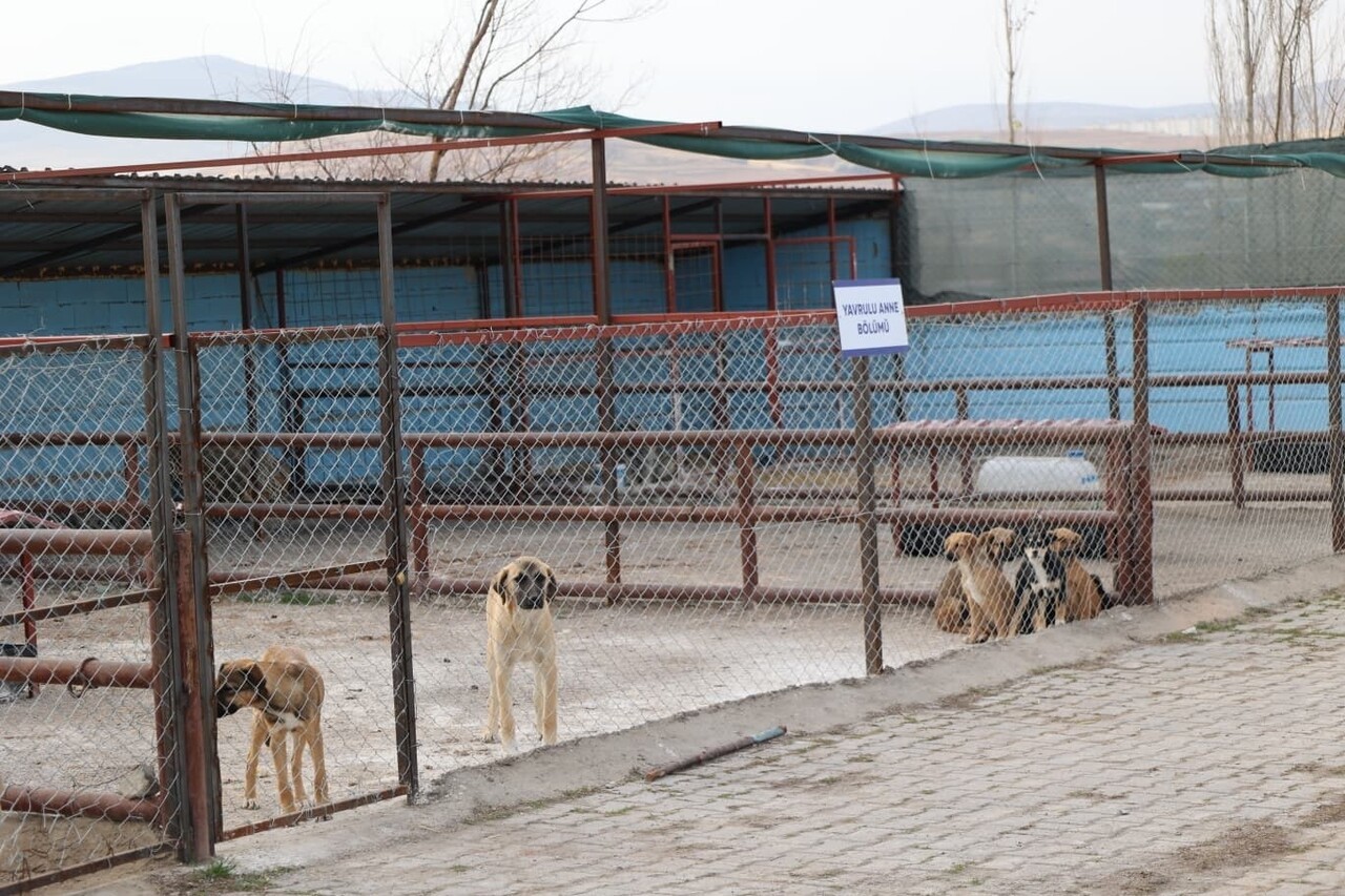 KAYSERİ’NİN BÜNYAN İLÇESİNDE, 5199 SAYILI HAYVANLARI KORUMA KANUNU KAPSAMINDA YÜRÜTÜLEN ÇALIŞMALAR...