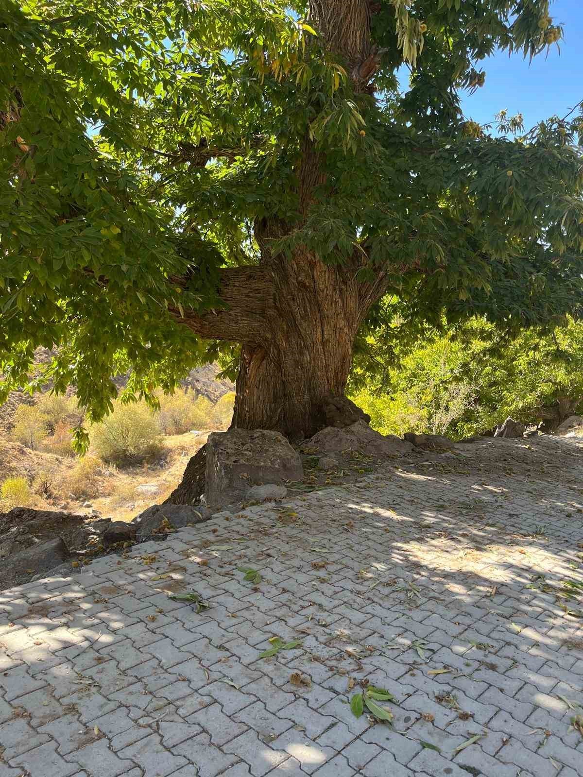 “KESTANENİN HİKAYESİ, YEŞİL VATAN’IN SESİ” HİKAYE YARIŞMASI BAŞLIYOR