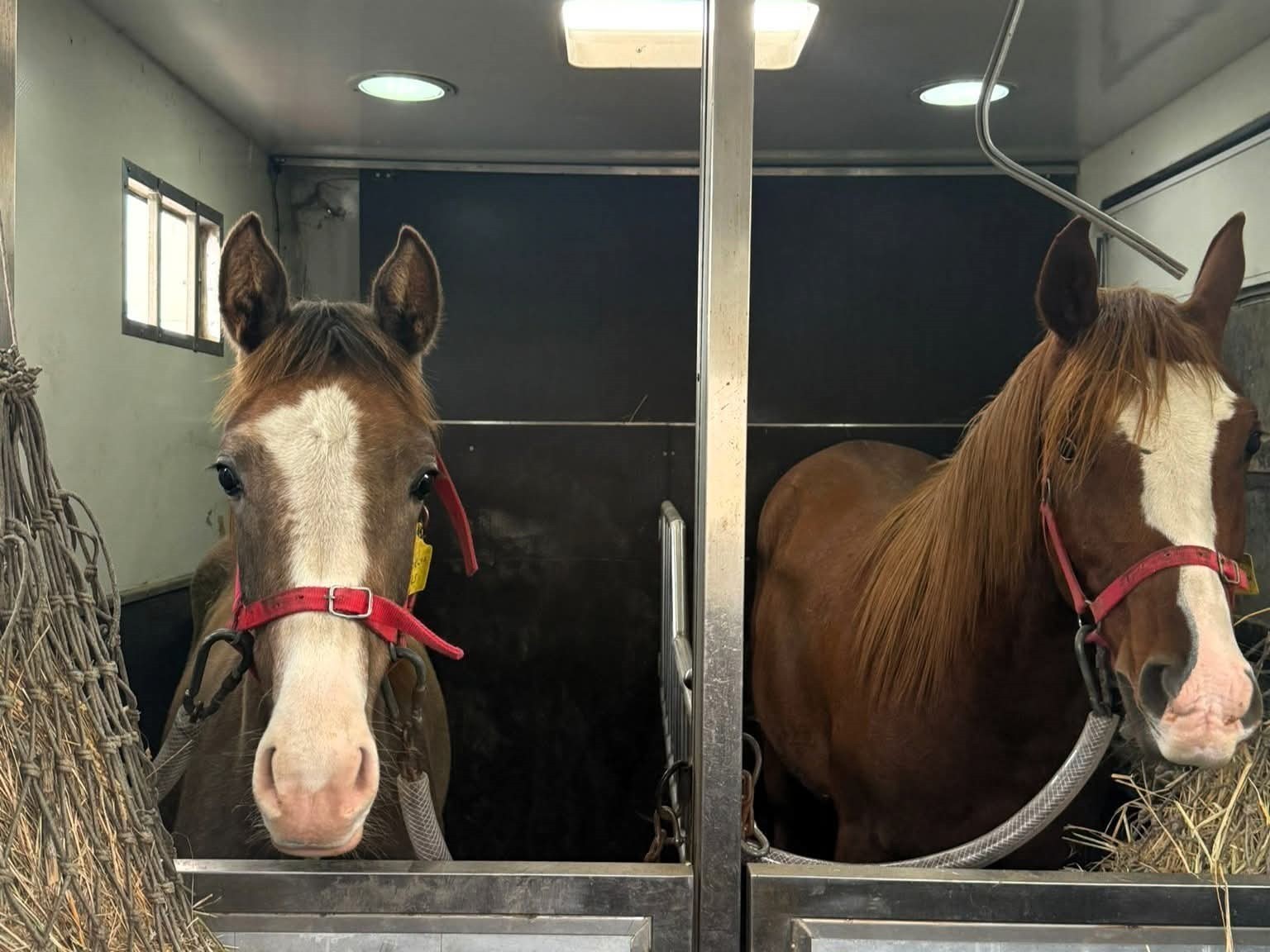 KIRKLARELİ’NDE İL TARIM VE ORMAN MÜDÜRLÜĞÜNCE CANLI HAYVAN VE HAYVANSAL ÜRÜNLERİN NAKİLLERİNE...