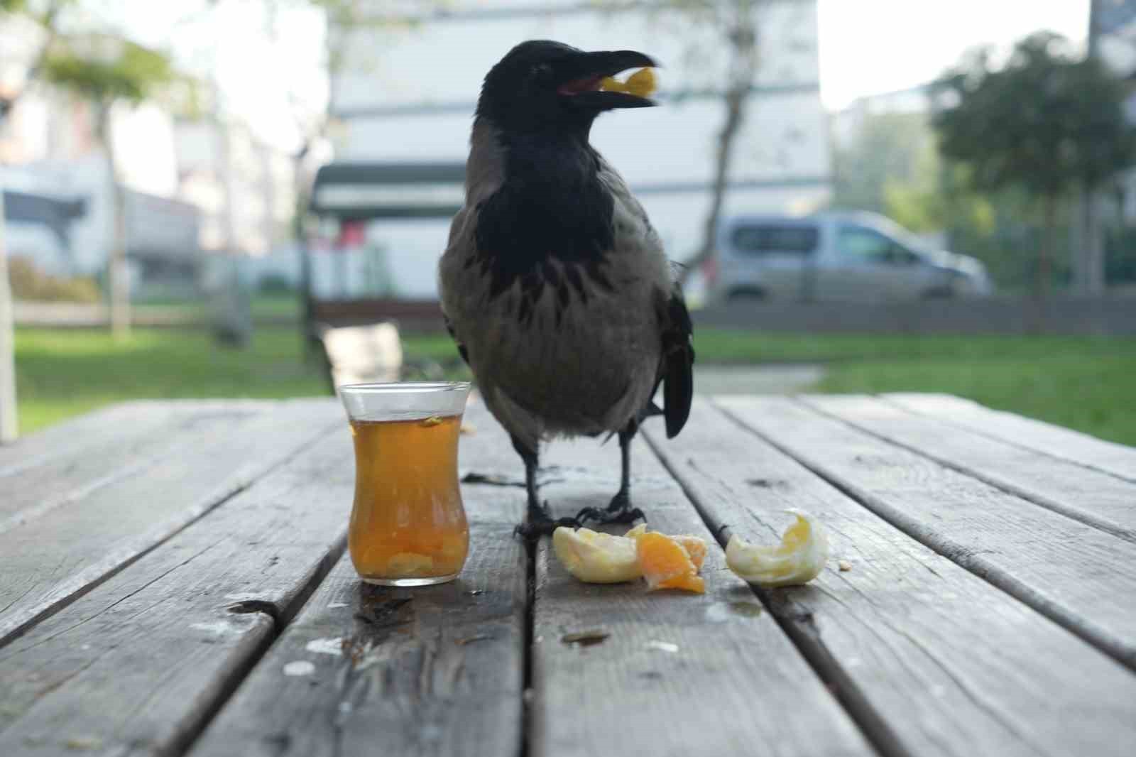 KOCAELİ'DE OTOBÜS KAPTANI ÖMER TEK, 2,5 YIL ÖNCE YARALI BULDUĞU VE "ŞAKİR" ADINI VERDİĞİ KARGAYI...