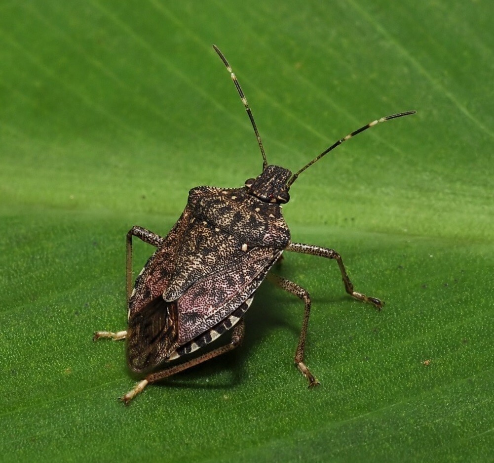 KOKARCA, EN ÇOK ZARARI FINDIĞA VERDİĞİ BELİRTİLDİ.