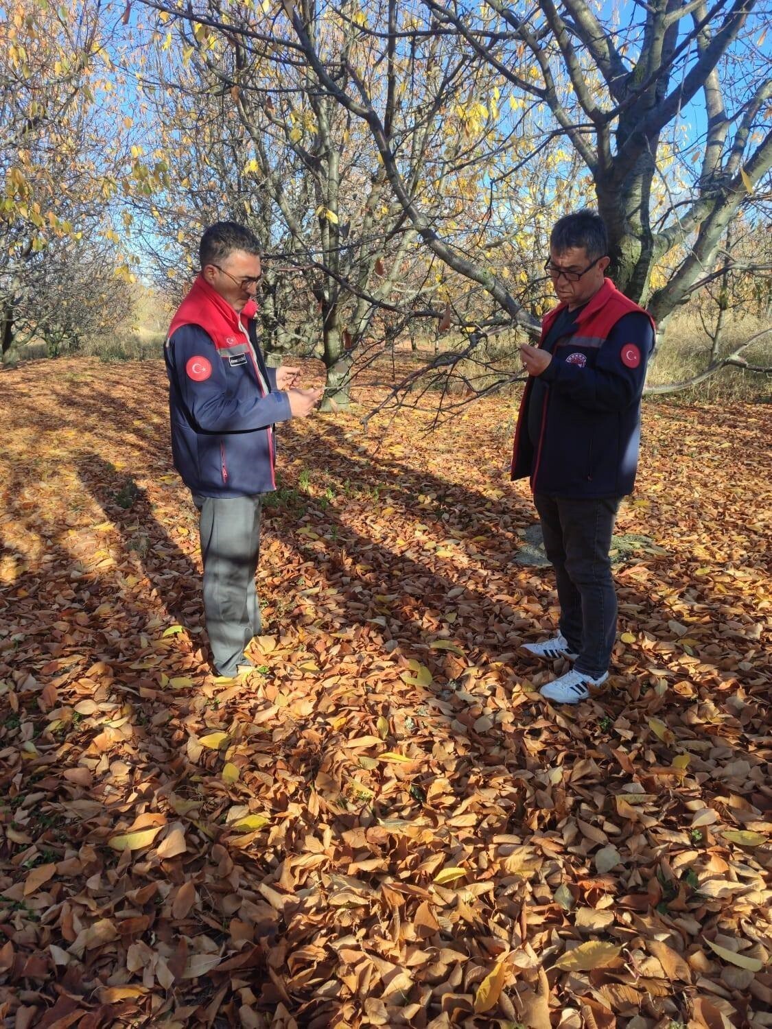 KONYA’NIN AKŞEHİR İLÇE TARIM VE ORMAN MÜDÜRLÜĞÜ TEKNİK PERSONELİ BÖLGEDEKİ KİRAZ BAHÇELERİNDE SAHA...