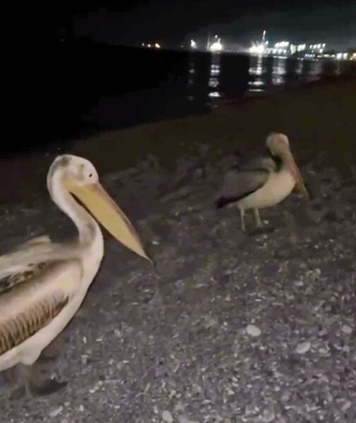 KONYAALTI SAHİLİ'NDE İKİ PELİKAN VATANDAŞLARIN CEP TELEFONU KAMERASINA YANSIDI.