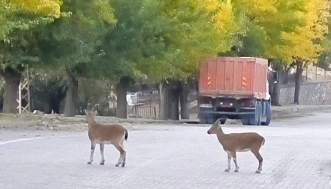 KORUMA ALTINDAKİ DAĞ KEÇİLERİ, TUNCELİ'NİN ÇEMİŞGEZEK İLÇESİNDE SÜRÜLER HALİNDE DOLAŞARAK...