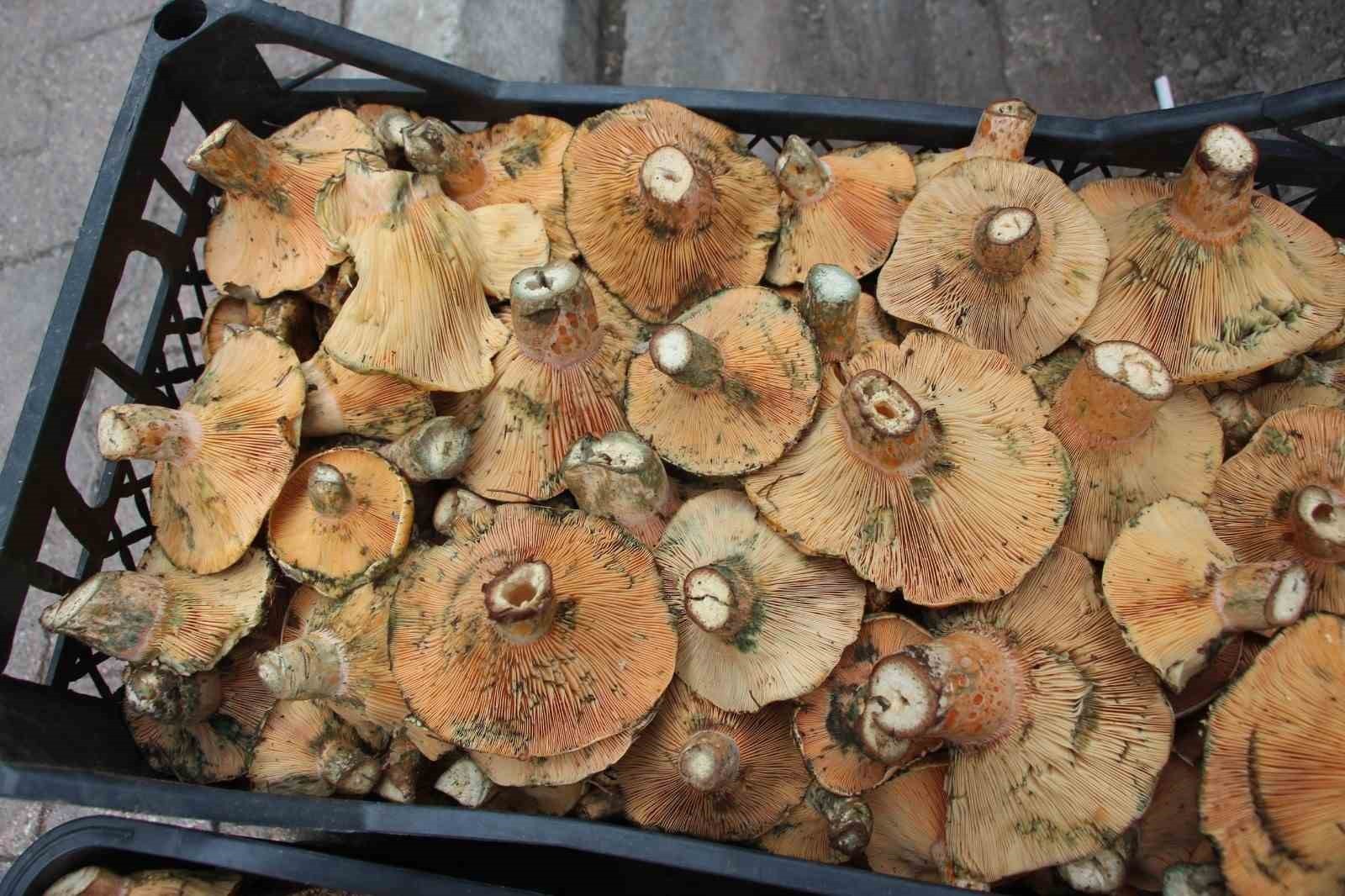 KUMLUCA İLÇESİNDE ORMANLIK ALANDA DOĞAL OLARAK YETİŞEN KANLICA (YÖRESEL TABİRİ İLE) ÇAM MANTARLARI...