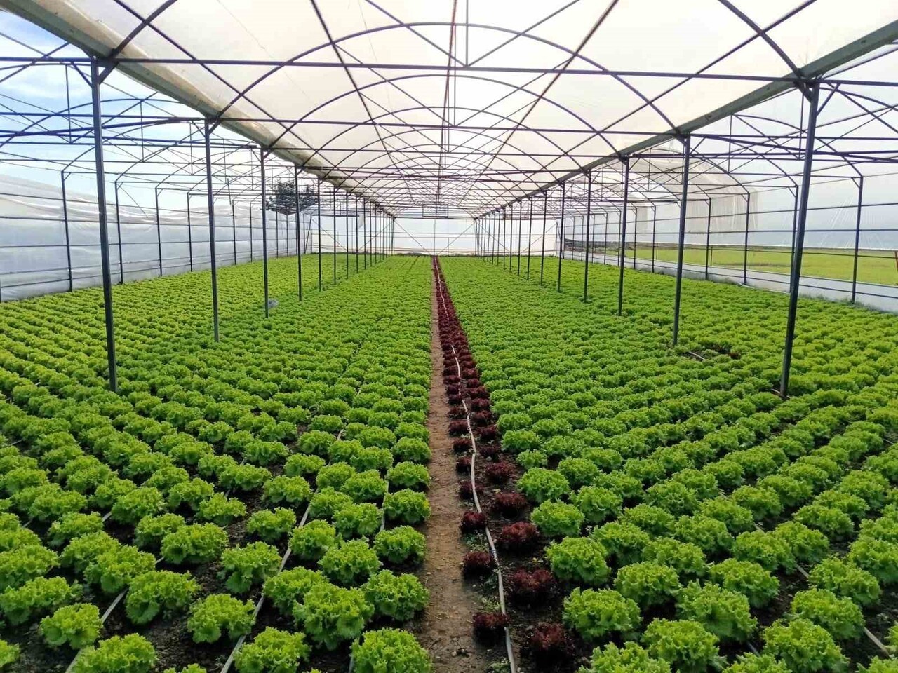 LÜLEBURGAZ İLÇE TARIM VE ORMAN MÜDÜRLÜĞÜ TEKNİK EKİPLERİ, SERACILIK YAPAN ÜRETİCİLERİN RESEN SERA...