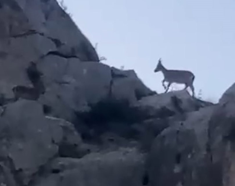 MALATYA’DA YABAN KEÇİLERİ GÖRÜNTÜLENDİ