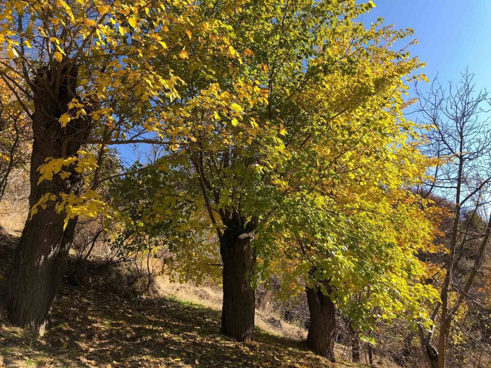 MALATYA’NIN ARAPGİR İLÇESİ, SONBAHAR İLE BİRLİKTE ORTAYA ÇIKAN EŞSİZ DOĞAL RENKLERİYLE GÖRENLERİ...