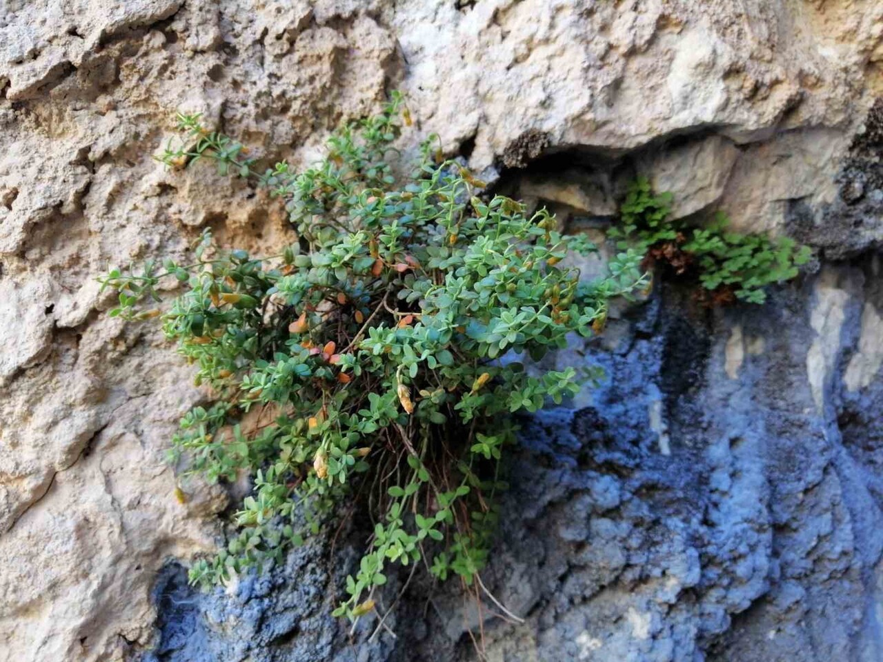 MALATYA’YA ÖZGÜ ENDEMİK BİTKİ SARI KANTARONDAN DAHA ETKİLİ BULUNDU