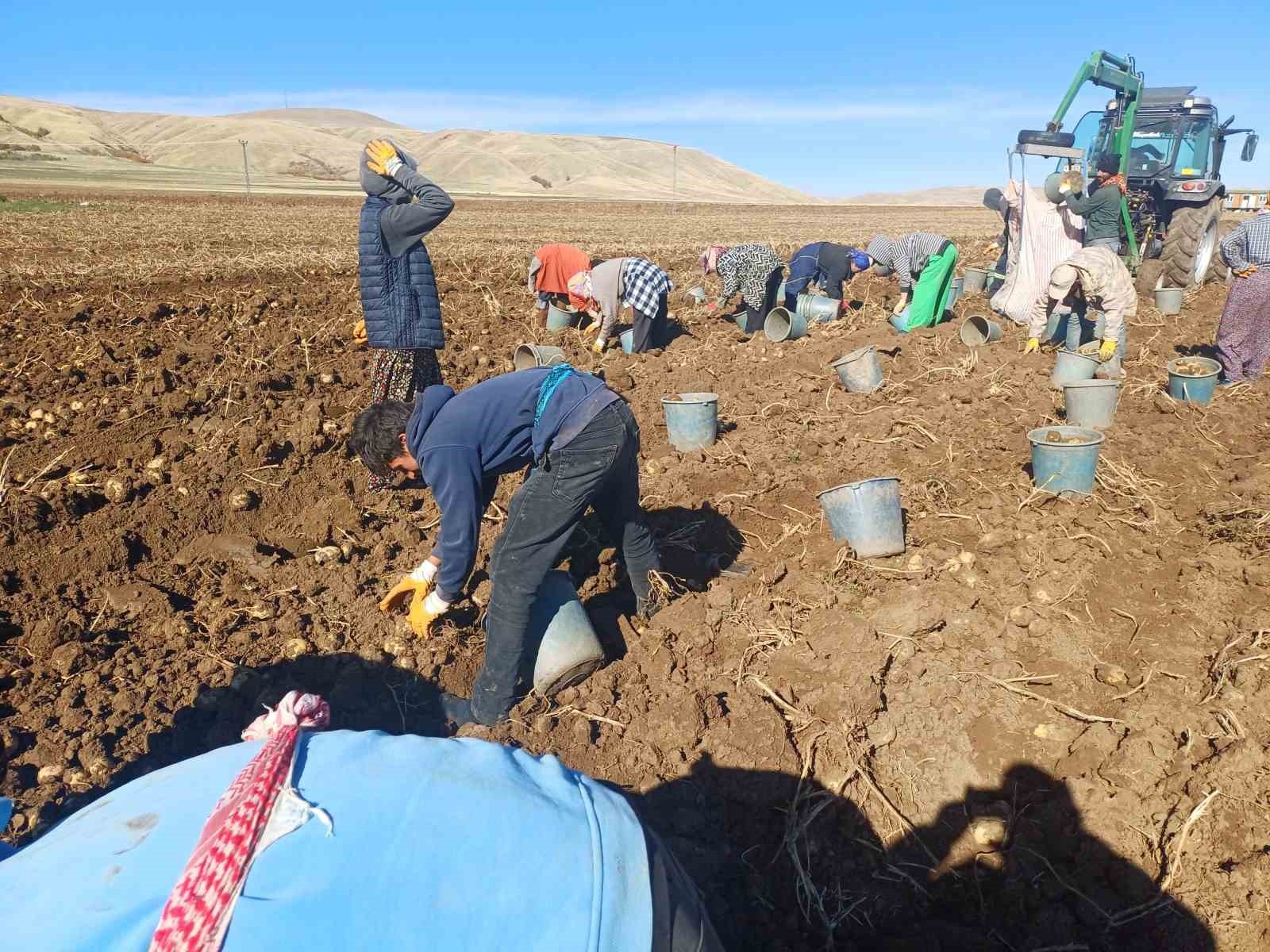 MALAZGİRT’TE İLK DEFA EKİLEN PATATES UMUT OLDU