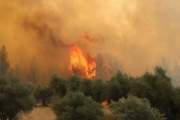 MANİSA ORMAN İŞLETME MÜDÜRÜ FATİH ÖZTÜRK, İL GENELİNDE YÜRÜTÜLEN AĞAÇLANDIRMA VE FİDAN DİKİM...