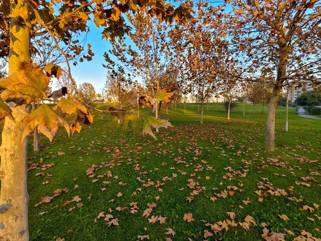 MANİSALILAR, GÜNEŞLİ HAVAYI FIRSAT BİLEREK GÜZELYURT MAHALLESİ’NDEKİ PARKLARDA SONBAHARIN...