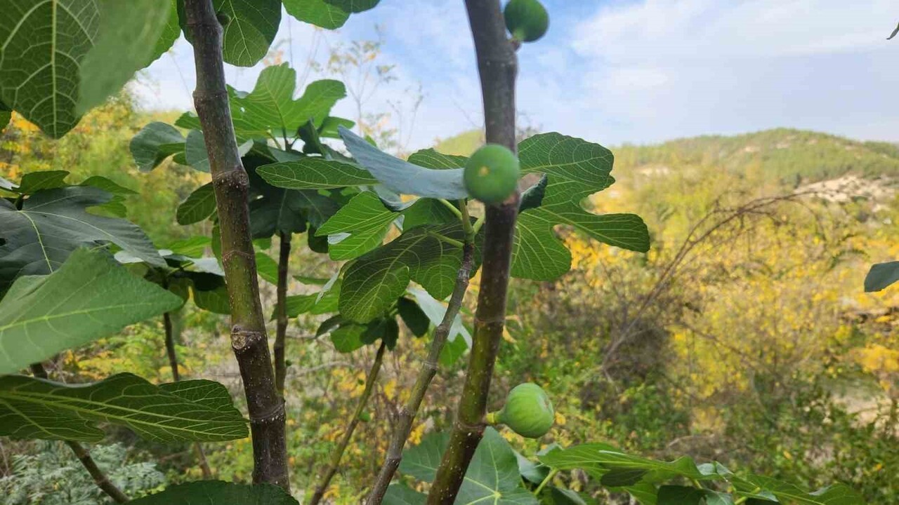 MEVSİMİ ŞAŞIRAN İNCİR AĞAÇLARI MEYVE VERDİ