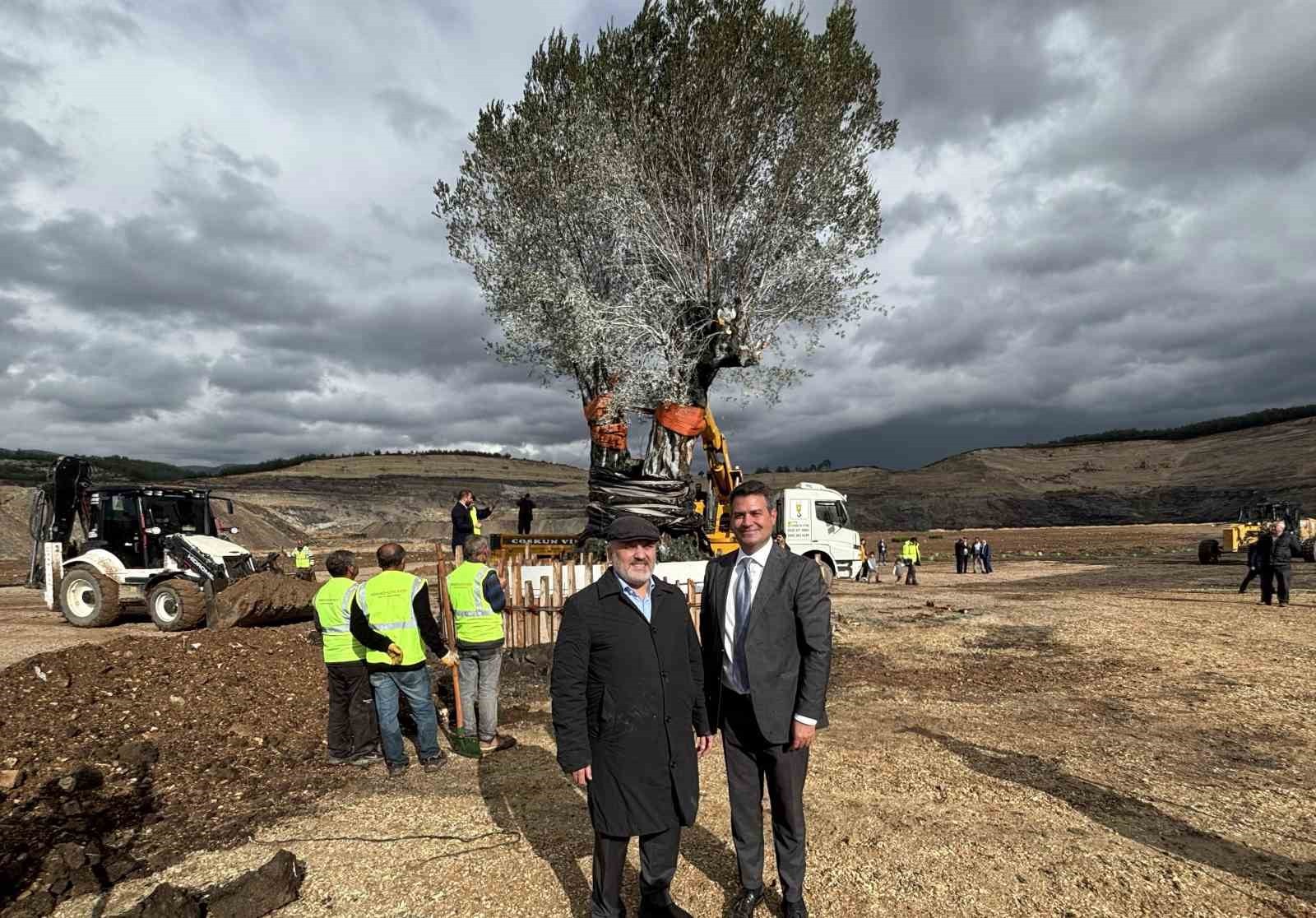 MİLAS HÜSAMLAR KÖYÜ YAKINLARINDA BULUNAN REHABİLİTASYON SAHASINDA 3 ASIRLIK BİR ZEYTİN AĞACI ÖZEL...