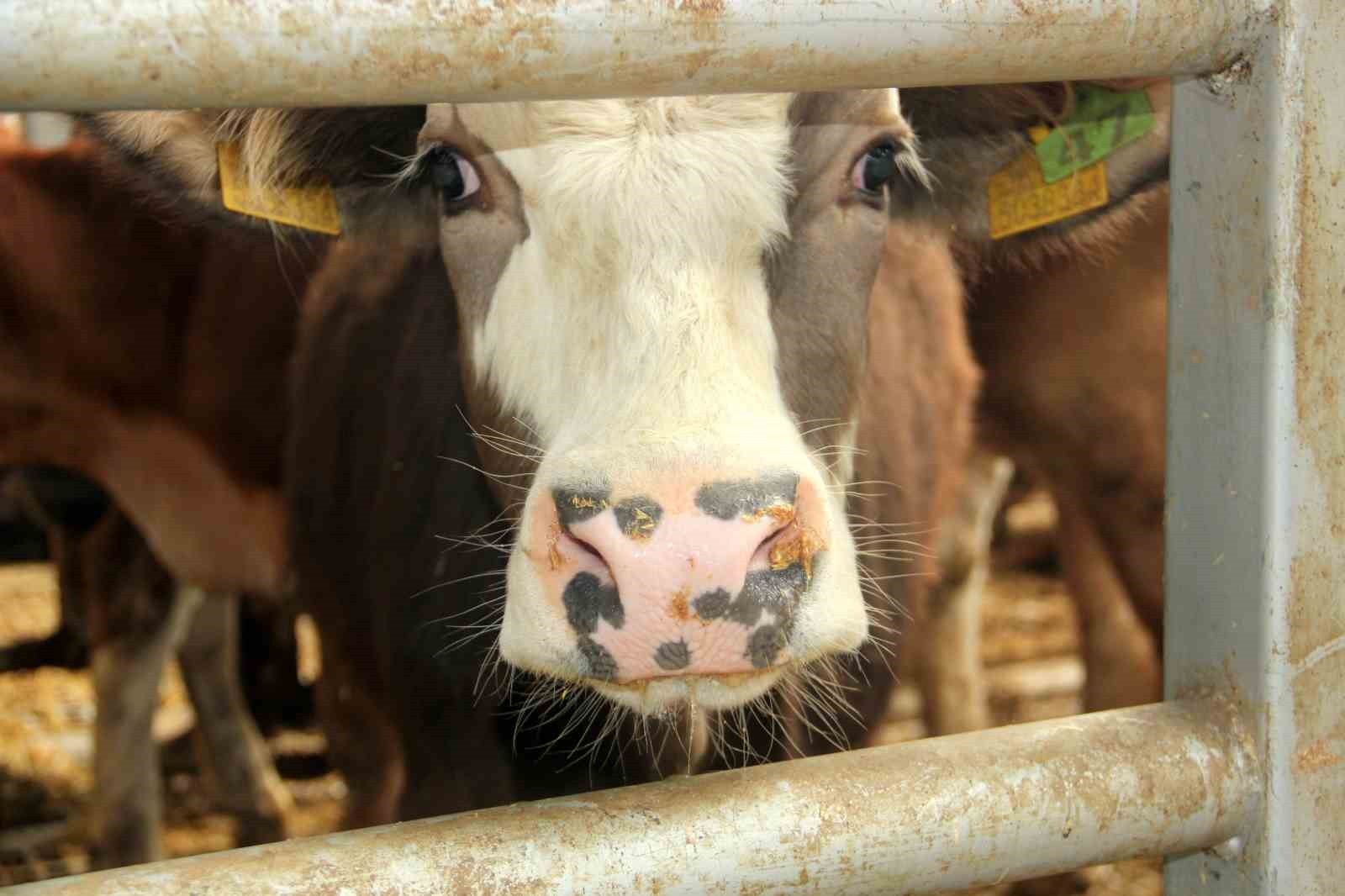 MUDURNU'DA ŞAP NEDENİYLE 18 KÖY VE 4 MAHALLE KARANTİNAYA ALINDI. (ARŞİV)
