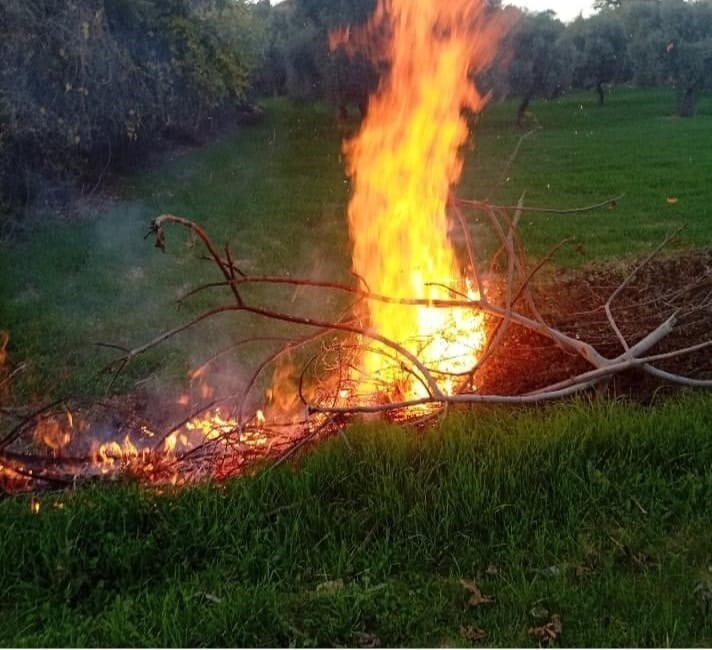 MUĞLA'NIN MİLAS İLÇESİNDE AKŞAM SAATLERİNDE İKİ AYRI NOKTADA ÇIKAN ORMAN YANGINLARI EKİPLERİN...