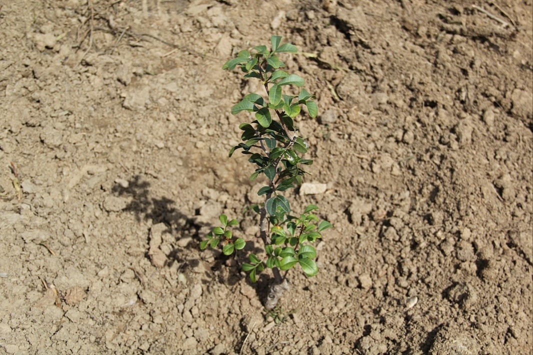 MUĞLA’DA SAKIZ ÜRETİMİ GÜÇLENİYOR BİN 500 AŞILI FİDAN ÜRETİCİYLE BULUŞUYOR