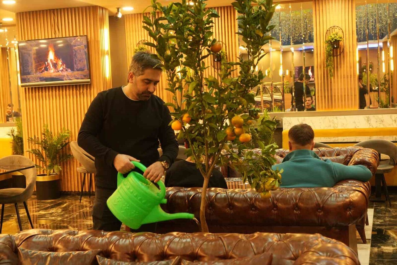 MUŞ'TA BİR KAFE İŞLETMECİSİNİN SAKSIDA YETİŞTİRDİĞİ MANDALİNA AĞAÇLARI, HEM DOĞAL GÖRÜNTÜSÜ HEM DE...