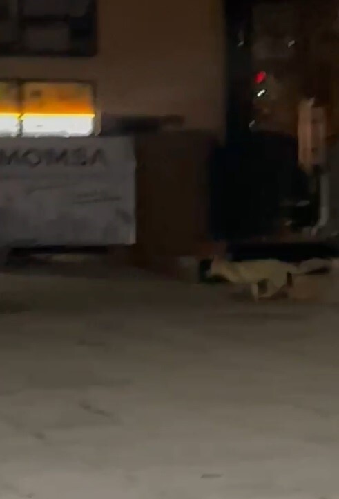 MUŞ’TA YİYECEK ARAYAN BİR TİLKİ, GECE SAATLERİNDE ÇARŞI MERKEZİNE İNDİ. ŞAŞKINLIK OLUŞTURAN O...