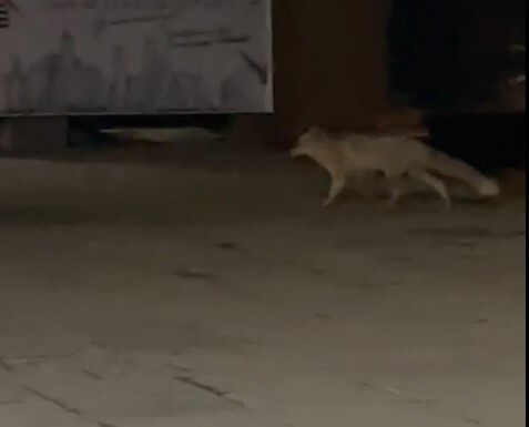 MUŞ’TA YİYECEK ARAYAN BİR TİLKİ, GECE SAATLERİNDE ÇARŞI MERKEZİNE İNDİ. ŞAŞKINLIK OLUŞTURAN O...