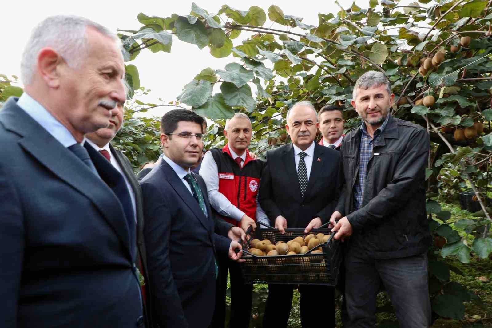 ORDU'DA FINDIKTAN SONRA ÜRETİCİLERE ÖNEMLİ ORANDA GELİR SAĞLAYAN TESCİLLİ ORDU KİVİSİNDE HASAT...
