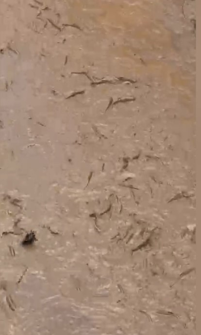 OSMANİYE’NİN BAHÇE İLÇESİ TAŞOLUK MEVKİİNDE BARAJ KAPAKLARININ AÇILMASI SONUCU SU SEVİYESİNİN...