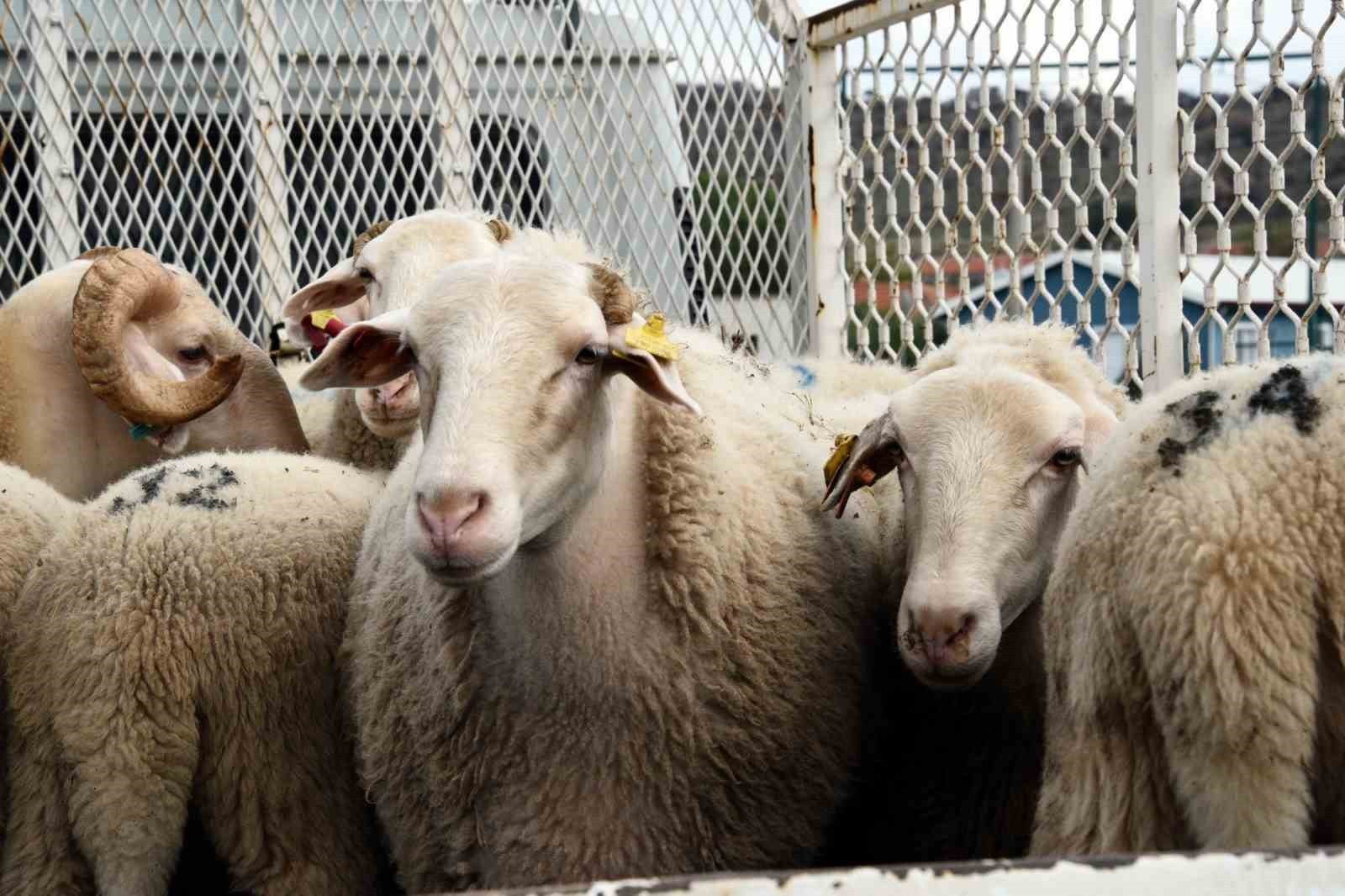 "ALİAĞA DAMIZLIK KOYUN ÜRETİM MERKEZİ PROJESİ" KAPSAMINDA, KURA İLE BELİRLENEN 110 ÜRETİCİYE...