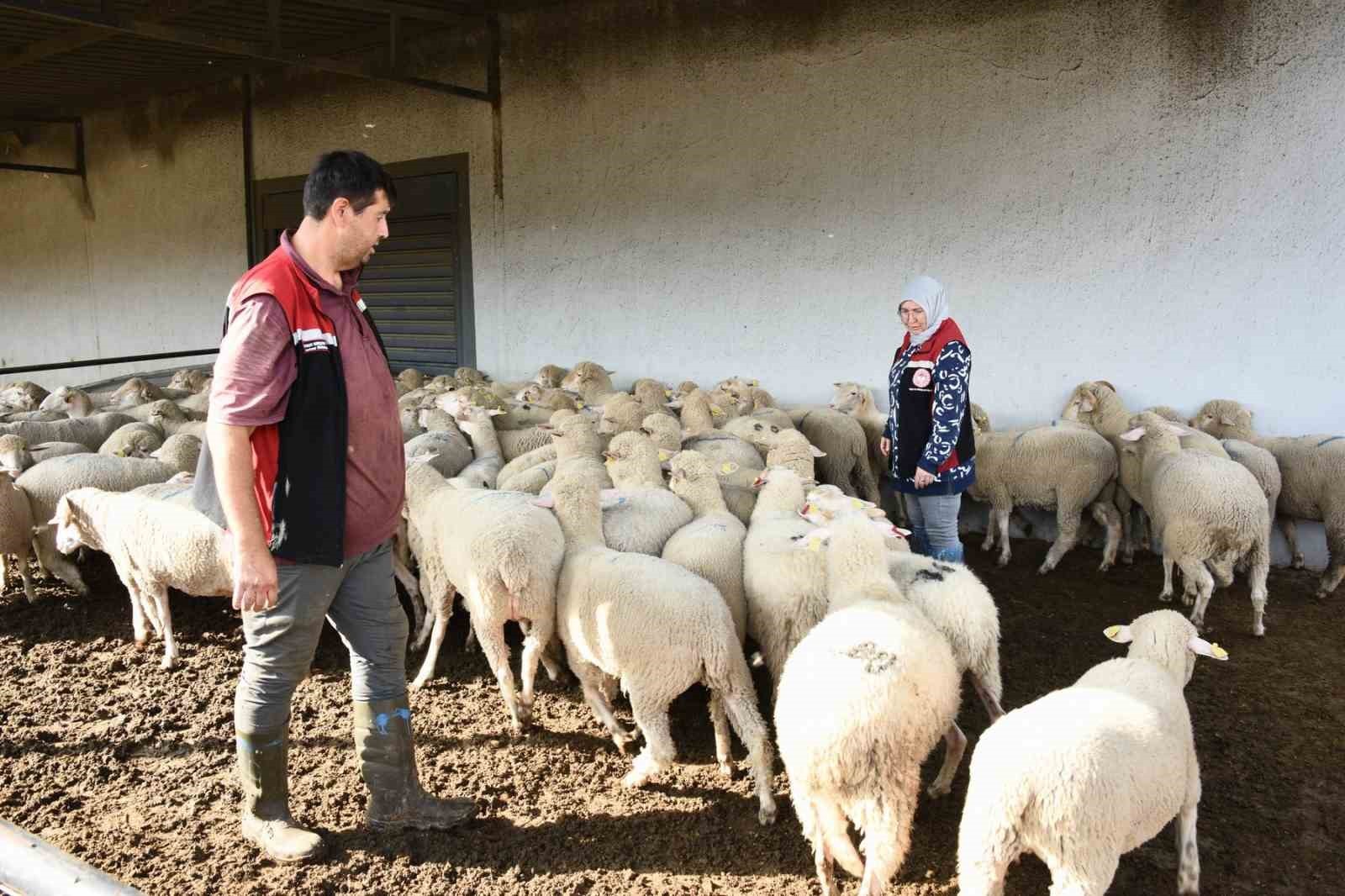 "ALİAĞA DAMIZLIK KOYUN ÜRETİM MERKEZİ PROJESİ" KAPSAMINDA, KURA İLE BELİRLENEN 110 ÜRETİCİYE...
