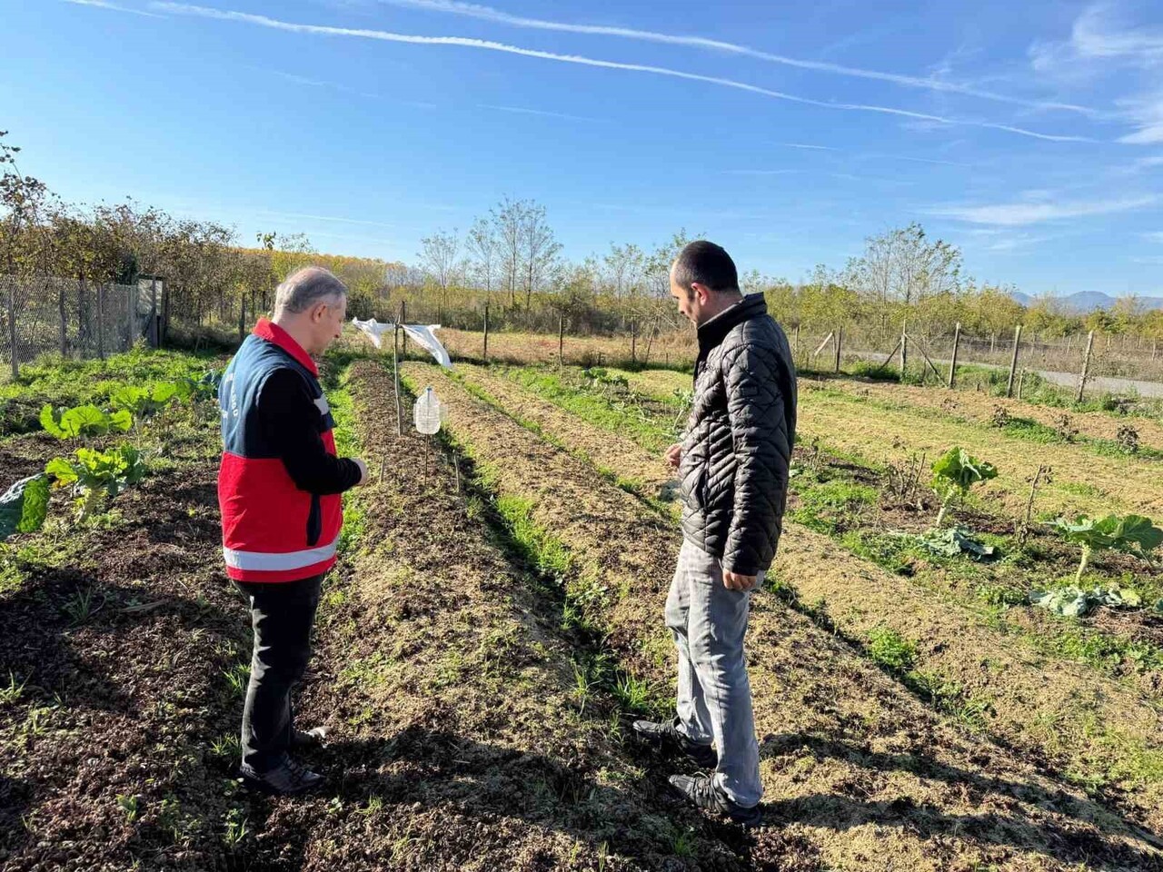 SAMSUN'UN ÇARŞAMBA İLÇESİNDE DOĞAL OLARAK YETİŞEN SALEP BİTKİSİNİN TESPİT ÇALIŞMALARI SÜRÜYOR....