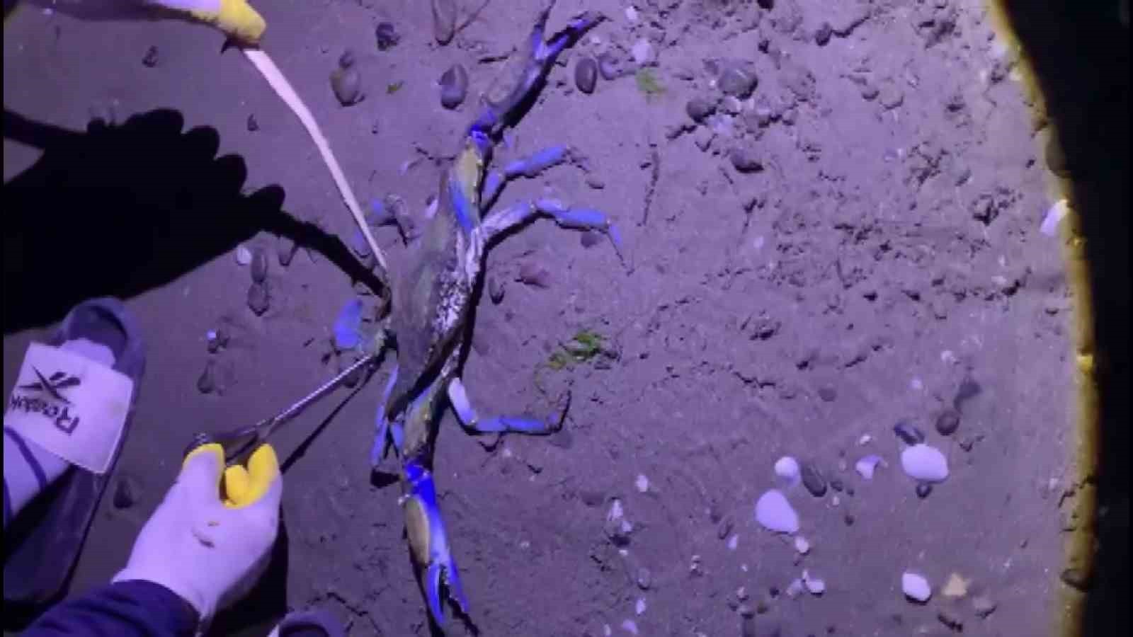 SAMSUN’UN ATAKUM İLÇESİNDE BALIKÇILARIN AĞINA NADİR GÖRÜLEN MAVİ YENGEÇ TAKILDI. BALIKÇILAR...