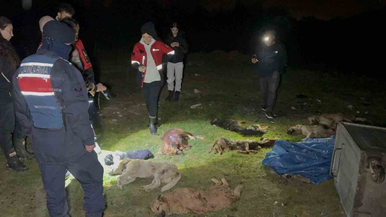 SAMSUN’UN İLKADIM İLÇESİ GÜRGENDAĞI MEVKİSİ KURTULUŞ YOLU ÜZERİNDE BESLEME YAPAN HAYVANSEVERLER...