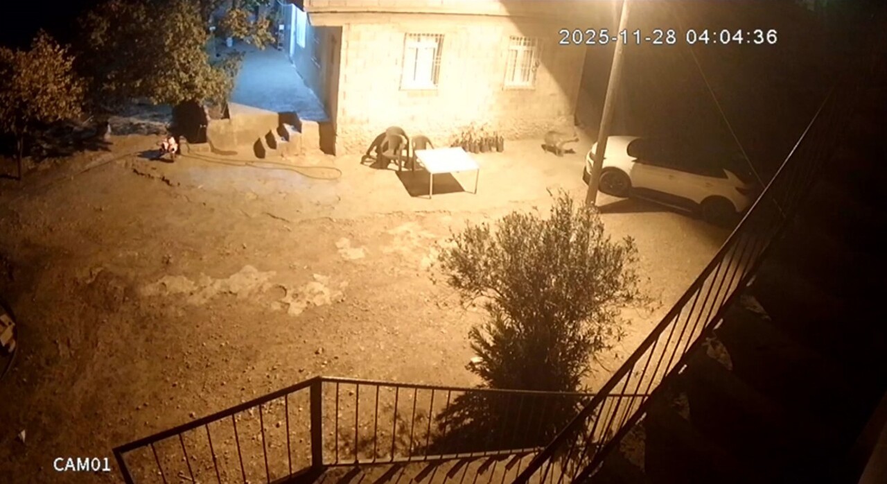 ŞANLIURFA'DA SIRTLANLAR TAVUK KÜMESİNE GİRDİ: HOROZ VE TAVUKLARI ÇALDI