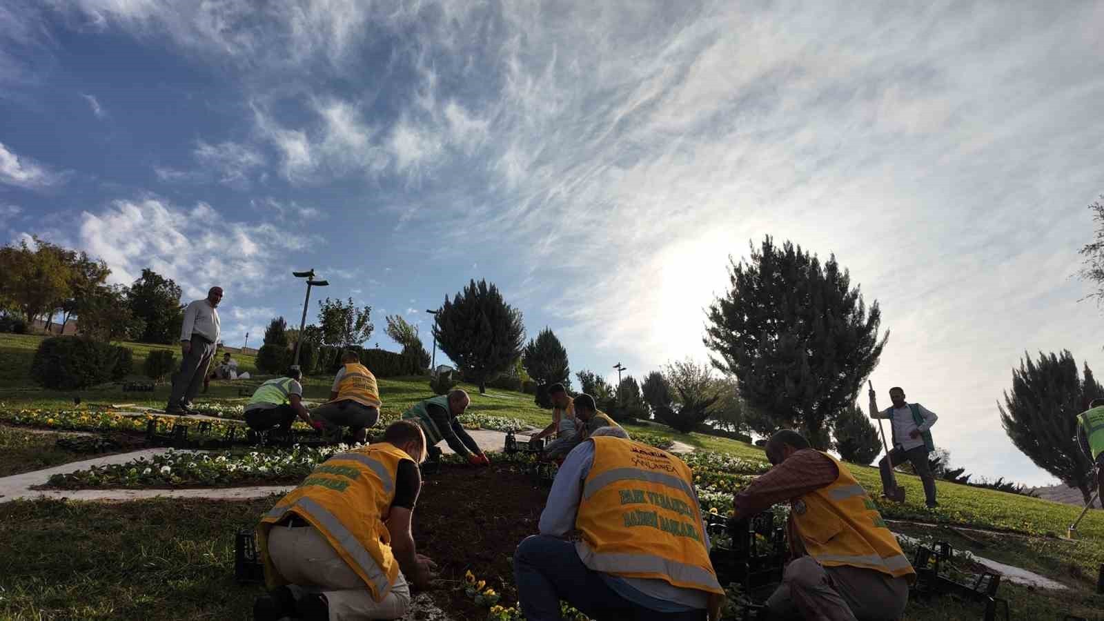ŞANLIURFA’DA 400 BİN ÇİÇEK TOPRAKLA BULUŞUYOR