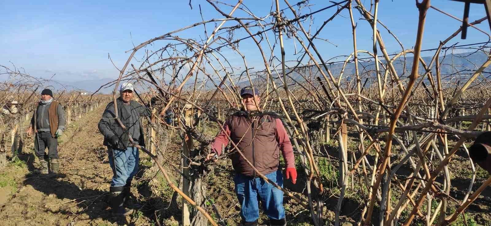 SARIGÖL’DE ÜZÜM BAĞLARINDA BUDAMA YAPACAK İŞÇİLERİN (BUDAKÇILARIN) YEVMİYELERİ BELLİ...