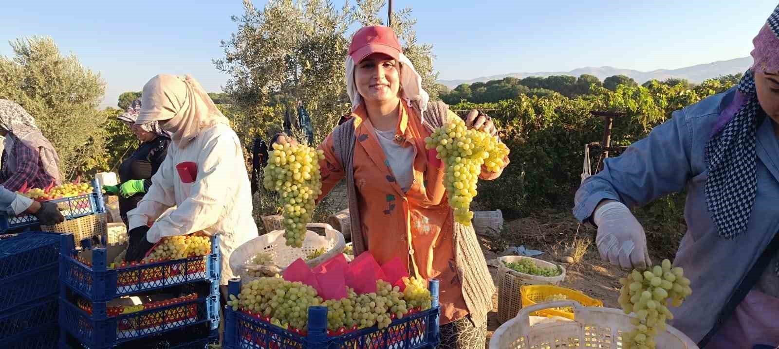 SARIGÖL ZİRAAT ODASI BAŞKANI ALİ İHSAN ÜLGEN, BU YIL YAŞ ÜZÜM FİYATLARININ BEKLENMEDİK ŞEKİLDE...