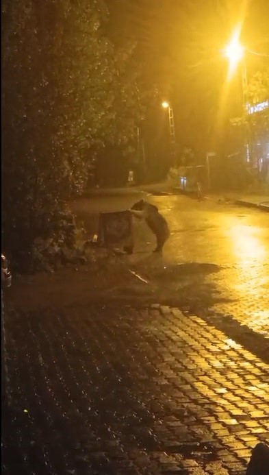 SARIKAMIŞ'TA AYILAR KIŞ UYKUSUNU UNUTTU(KARS-İHA)