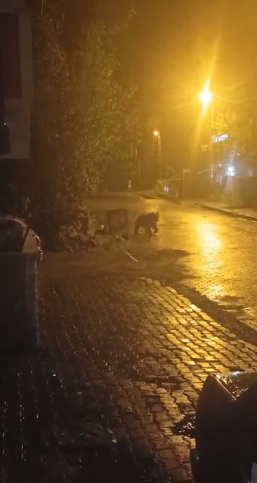 SARIKAMIŞ'TA AYILAR KIŞ UYKUSUNU UNUTTU(KARS-İHA)