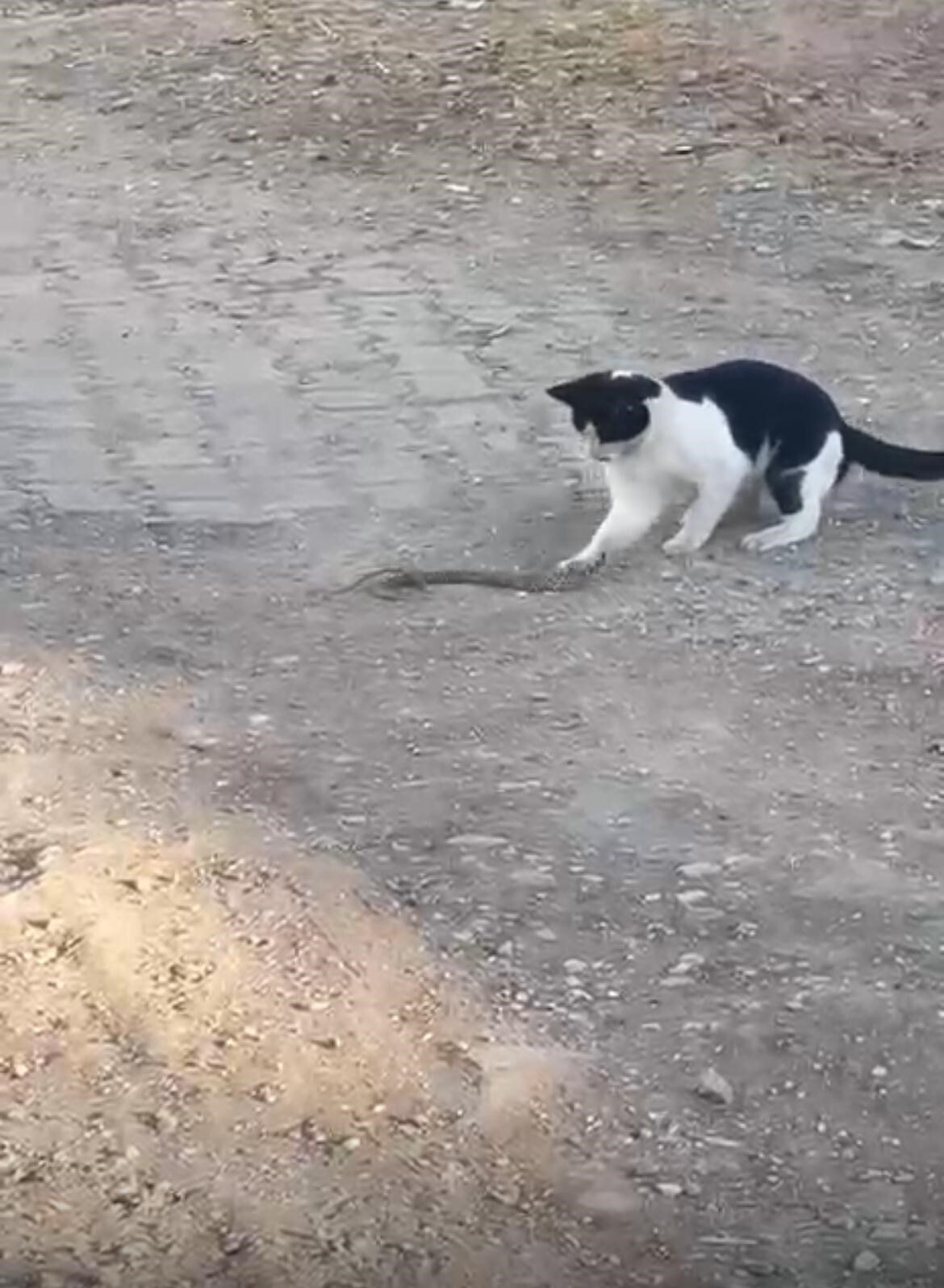 SİİRT'İN KURTALAN İLÇESİNDE KEDİ, FAREYLE OYNAR GİBİ YILANLA BİR SÜRE OYNADIKTAN SONRA, HAYVANI...