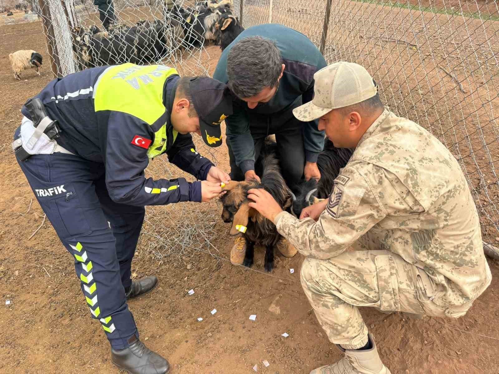 SİİRT’TE İL JANDARMA KOMUTANLIĞI, HAYVANA ÇARPMA KAYNAKLI KAZALARIN ÖNLENMESİNE YÖNELİK SÜRÜYE...