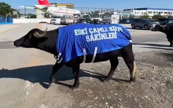 ŞİKAYETLERİN ARDINDAN OKULUN SAHİBİ, MANDALARA ÖZEL KIYAFETLER GİYDİREREK ÜZERİNDE 'ESKİ ÇAMLI...