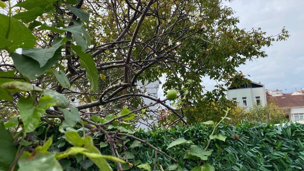 SİNOP’TA KASIM AYINDAKİ GÜNEŞLİ HAVADA ERİK AĞACININ ÇİÇEK AÇMASI GÖRENLERİ...