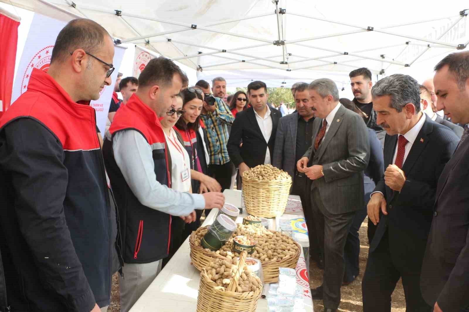 ŞIRNAK'IN SİLOPİ İLÇESİNDE BU 60 BİN DEKARA EKİLEN YER FISTIĞINDAN 25 BİN TON REKOLTE...