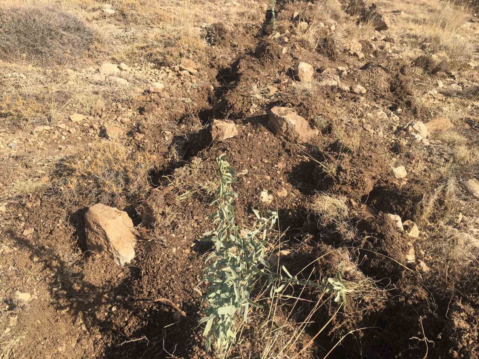 SİVAS’TA BİTKİ ÖRTÜSÜ ZAYIF MERALARIN YEŞERTİLMESİ İÇİN AMERİKAN TUZ ÇALISI (ATRİPLEXCANESCENS)...