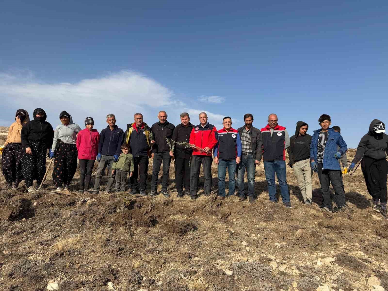 SİVAS’TA BİTKİ ÖRTÜSÜ ZAYIF MERALARIN YEŞERTİLMESİ İÇİN AMERİKAN TUZ ÇALISI (ATRİPLEXCANESCENS)...