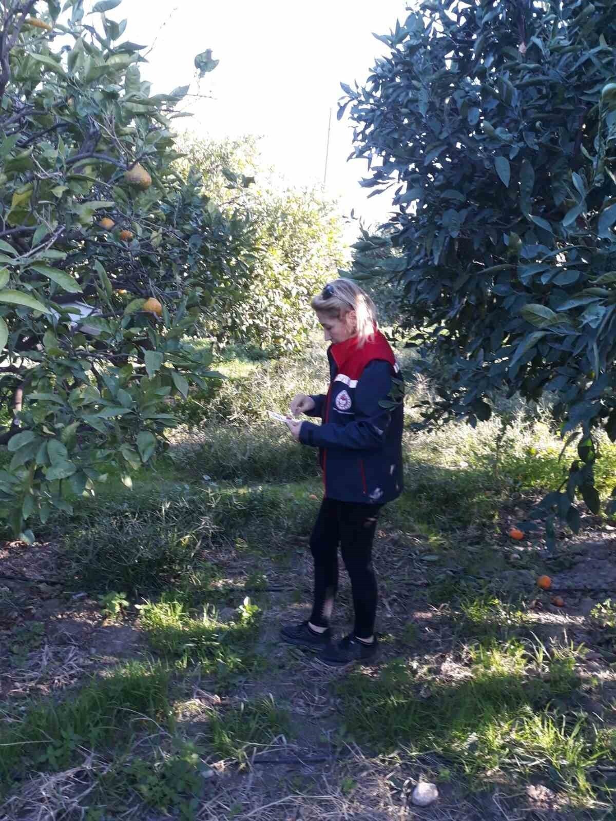 SÖKE’DE ZEYTİN SİNEĞİ MÜCADELESİ DEVAM EDİYOR