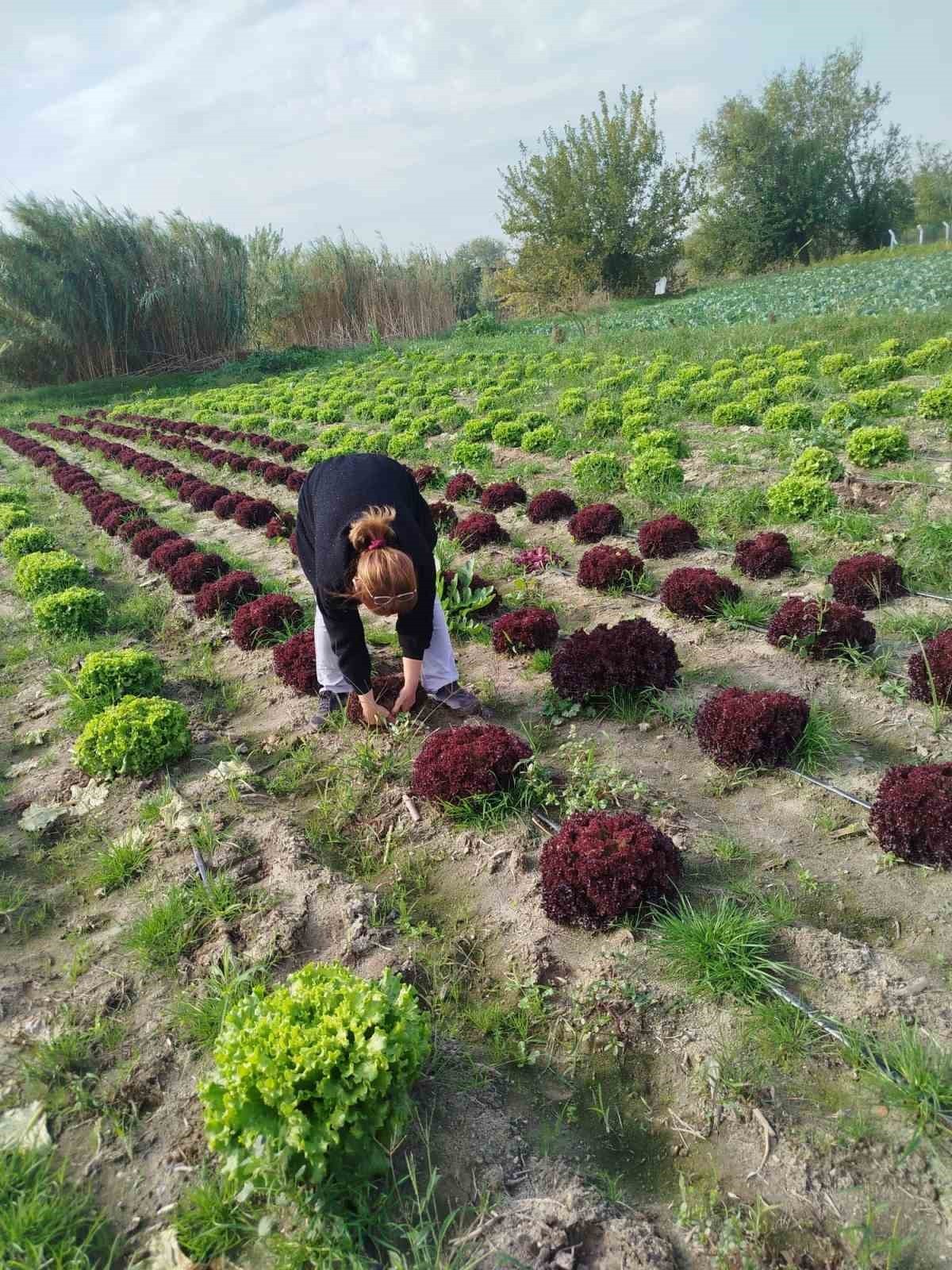 SÖKE İLÇE TARIM VE ORMAN MÜDÜRLÜĞÜ EKİPLERİ, MARUL ÜRETİM ALANLARINDAN NUMUNE ALARAK HASAT ÖNCESİ...