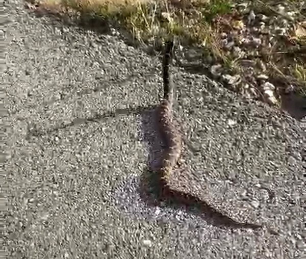 SÜLEYMAN YOLCU, ENGEREK YILANINI KUYRUĞUNDAN ELLERİYLE YAKALAYIP, SONRA TEKRAR DOĞAYA BIRAKTI.